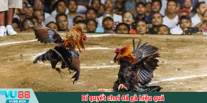 Bí quyết chơi đá gà hiệu quả