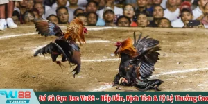 Đá gà cựa dao