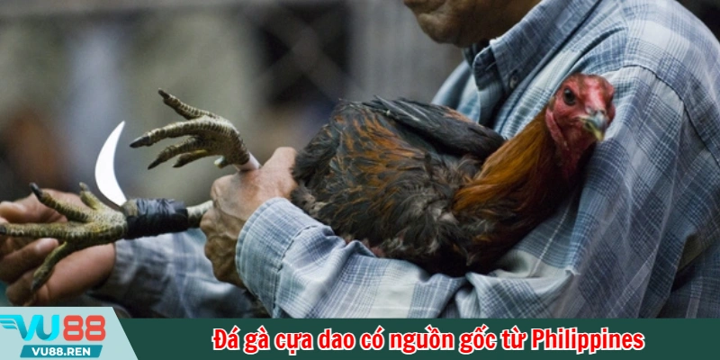 Đá gà cựa dao có nguồn gốc từ Philippines