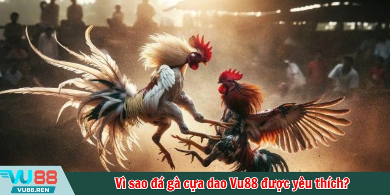 Vì sao đá gà cựa dao Vu88 được yêu thích?